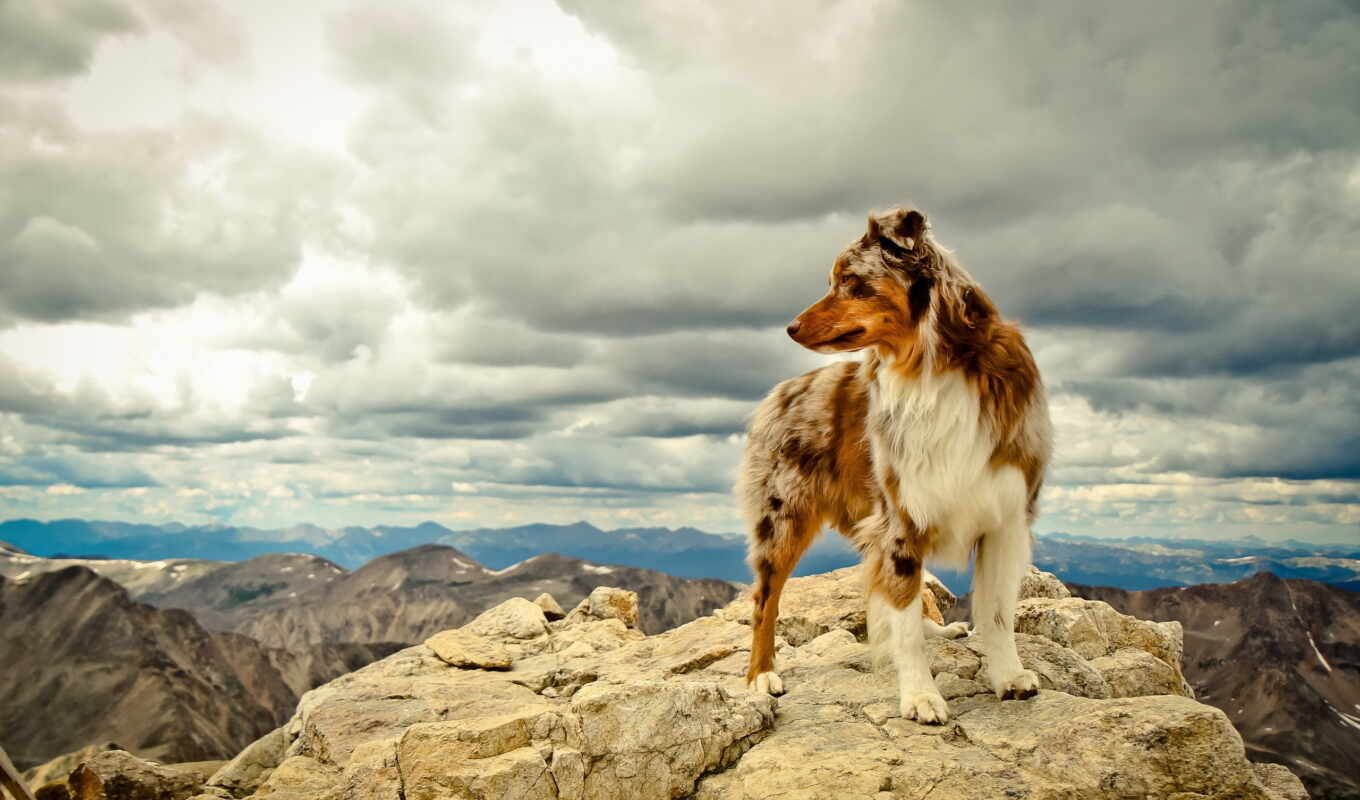 собака, друг, шерсть, горах, камни, горы, лапы, уши