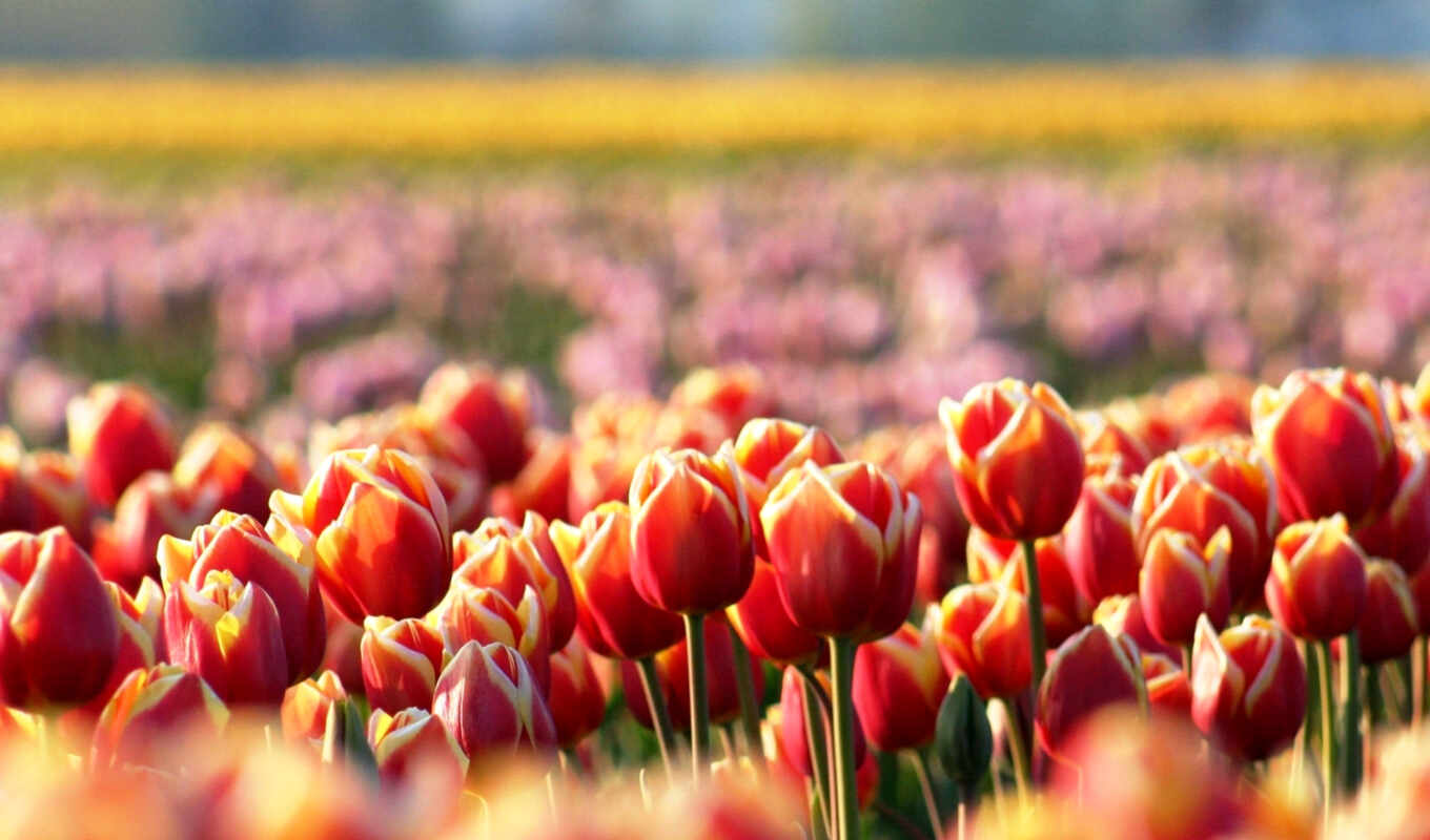 красные, весна, поляна, тюльпаны, cvety, размытость