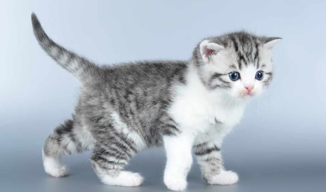 blue, white, cat, cute, kitty, cats, animal, grey, dessert