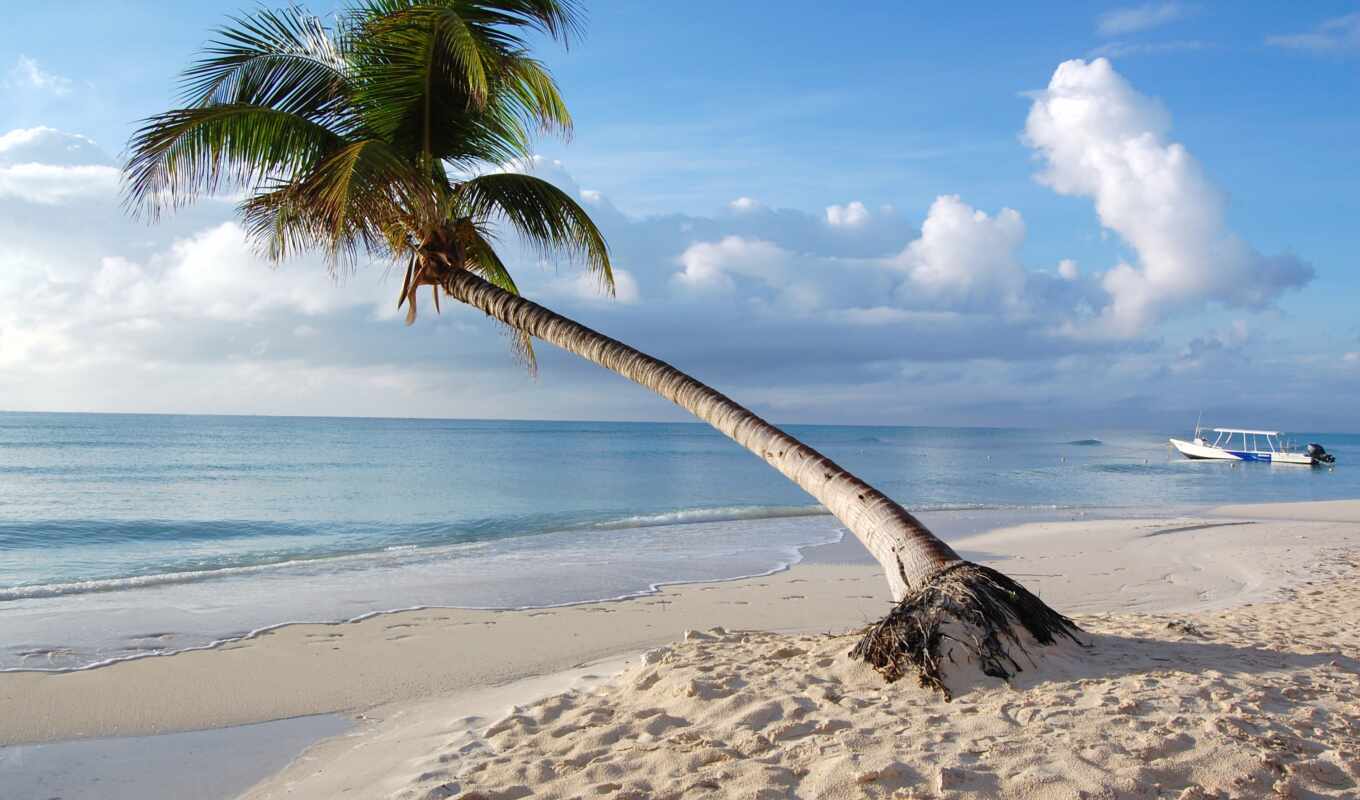 iphone, beach, maldives, tropics