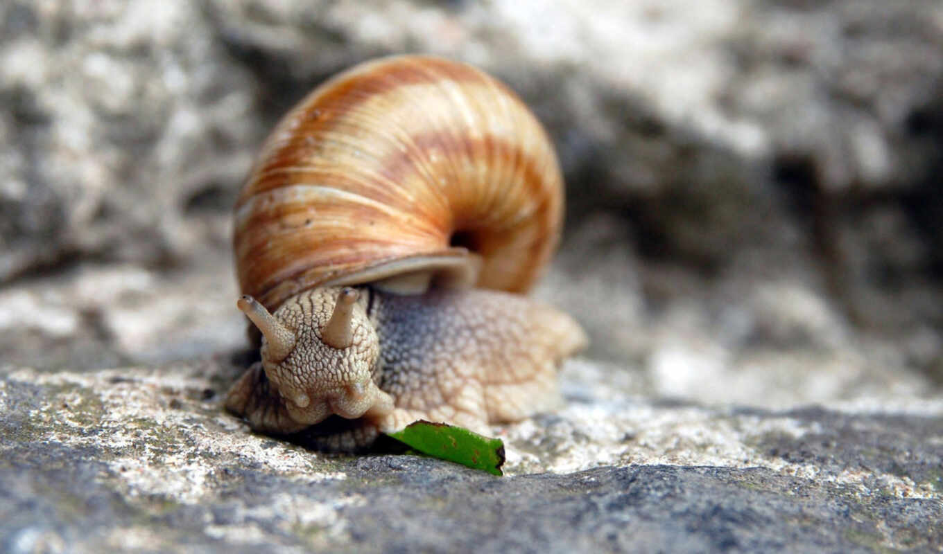 a computer, stone, smooth surface, wallpaper, snail, snails, horns, snails, cosmetics, seashell