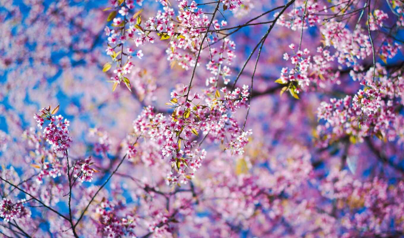 цветы, картинка, Сакура, розовый, branch, весна, размытость, сакур