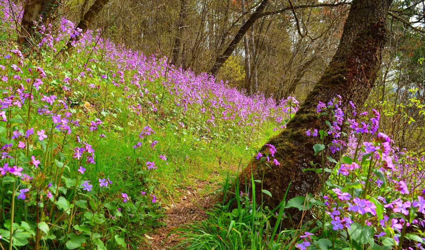 цветы, purple, new, поле, день, весна, screensaver, every