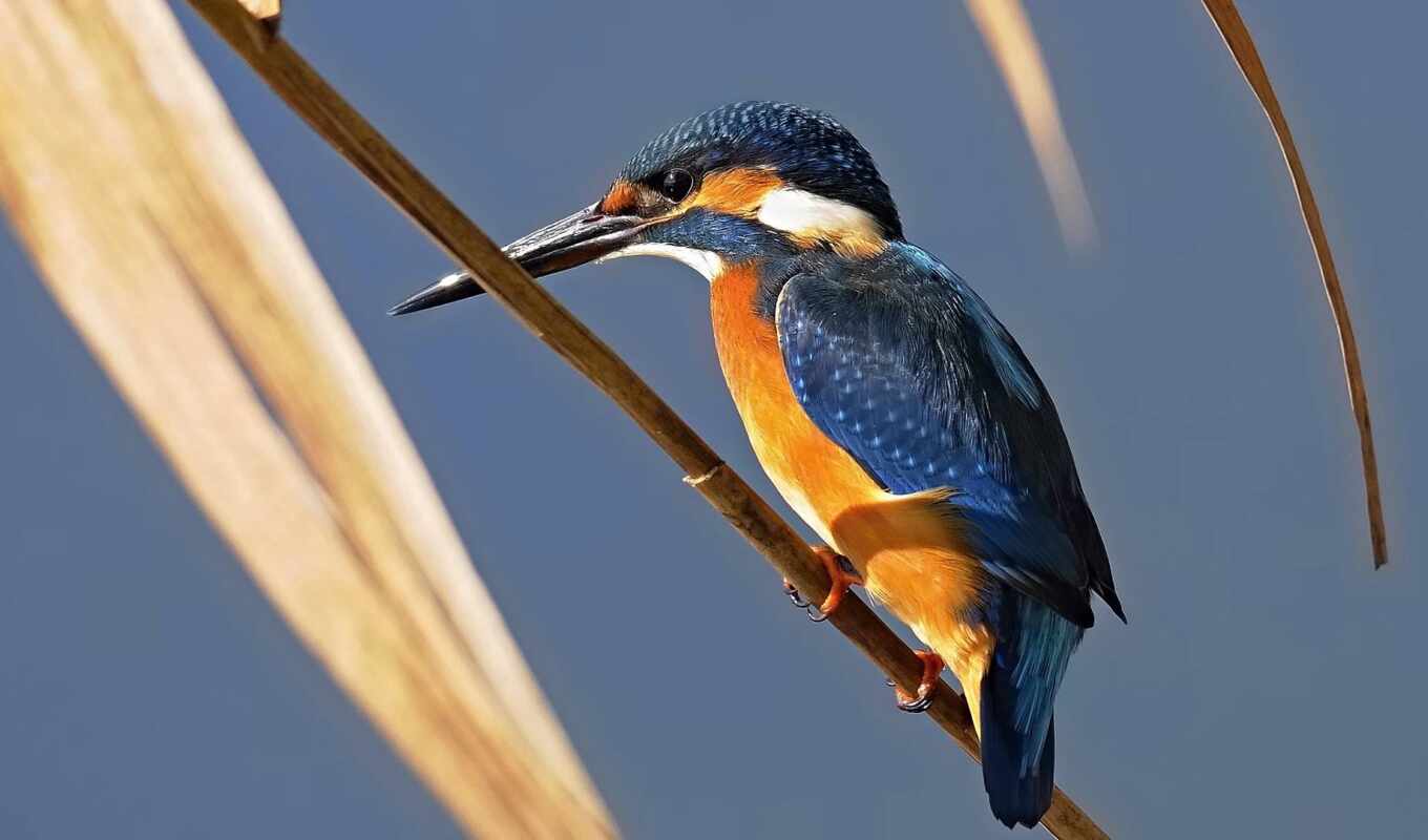 птица, kingfisher