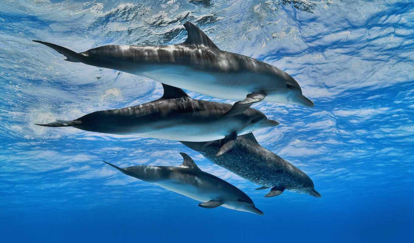 ocean, delphine, delfinovyi