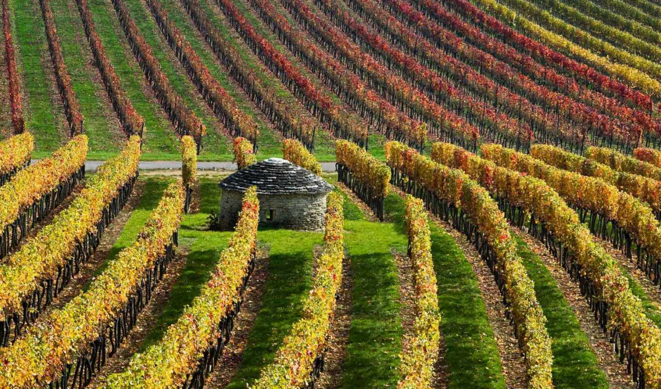 франция, vineyard