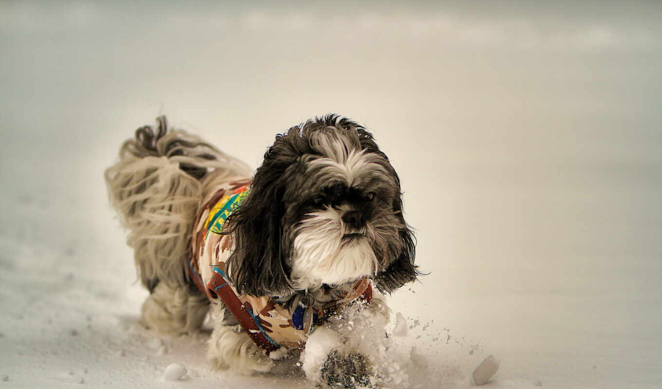 winter, dog, snow, martha