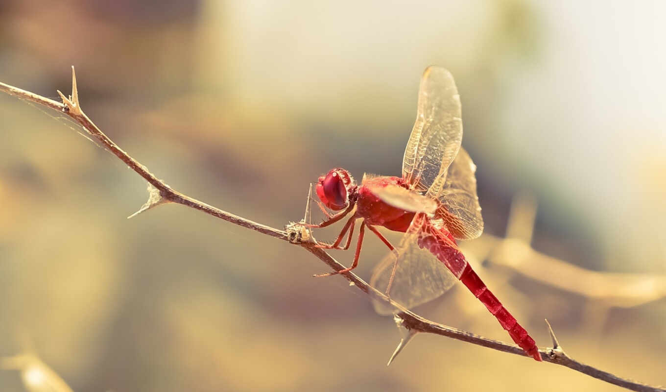 art, insects, macro, dragonfly, dragonflies