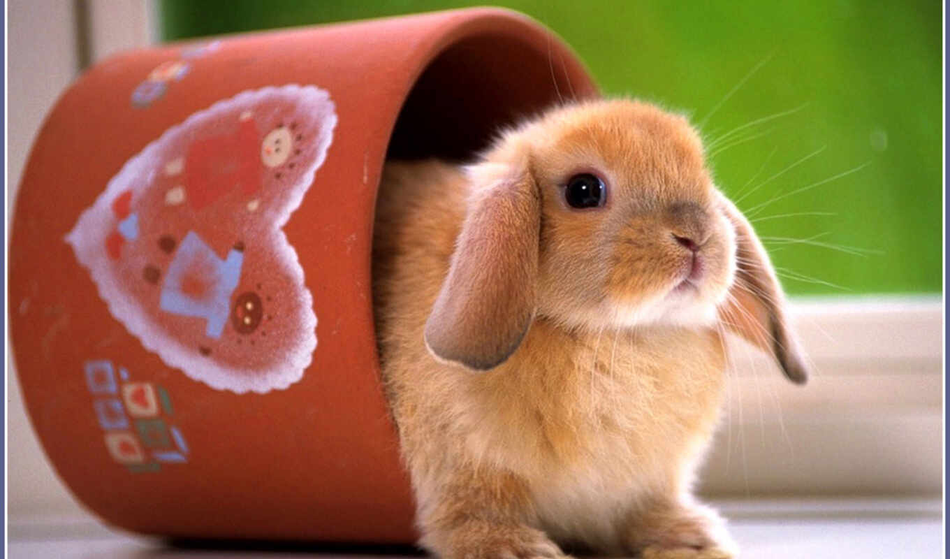desktop, white, cute, images, кролик