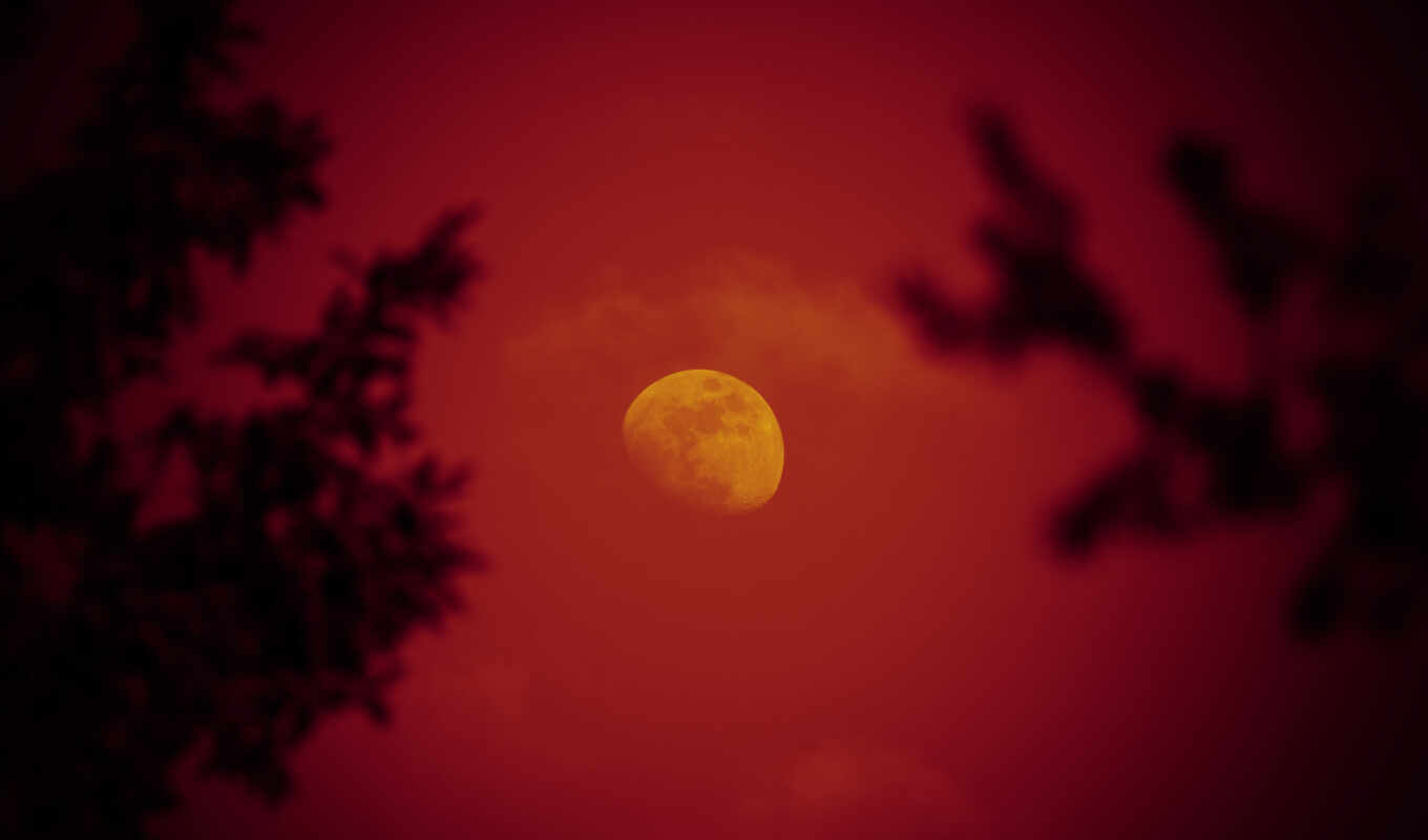 небо, ночь, луна, красная, trees
