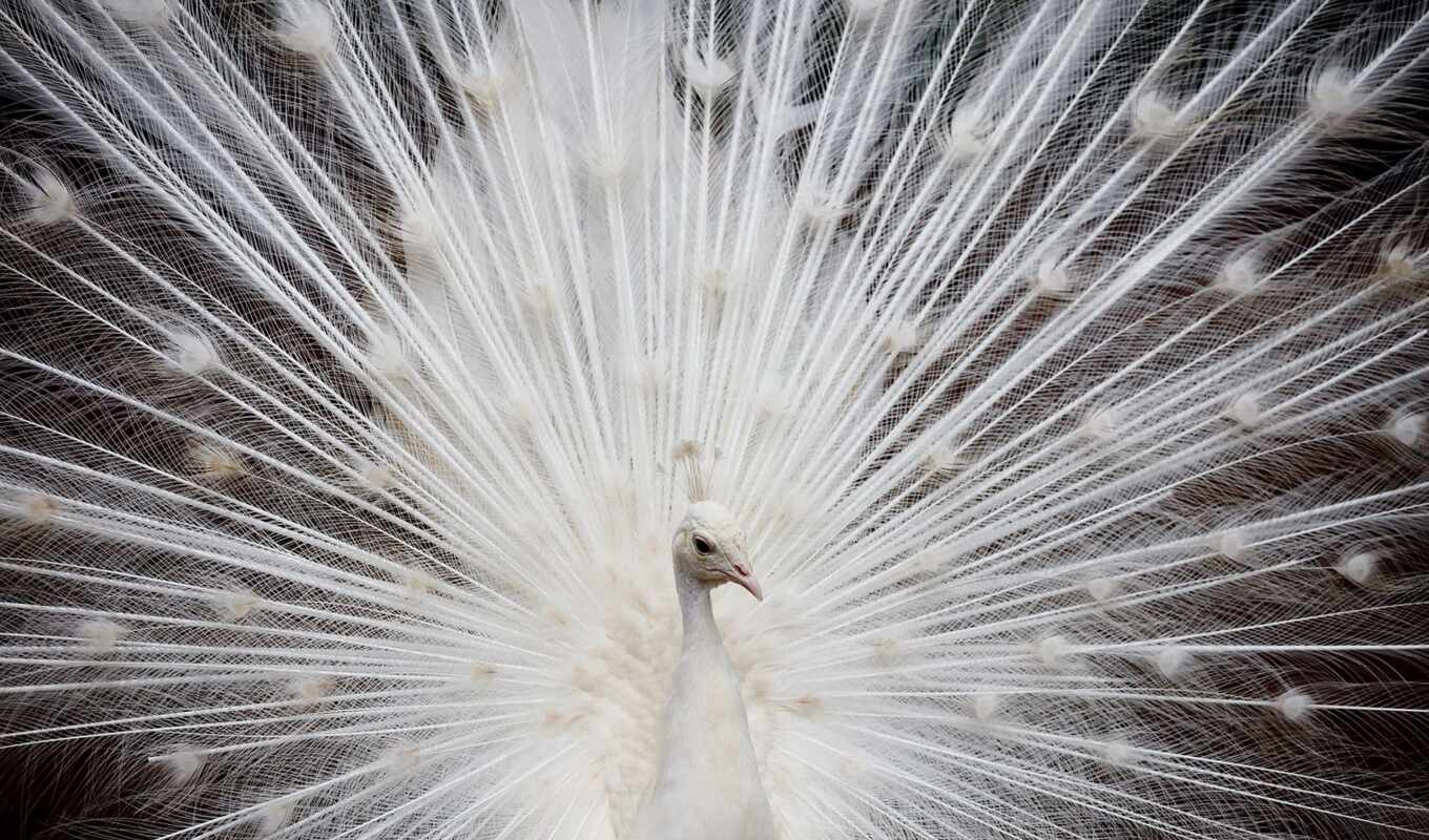 white, дня, птица, голубь, peacock, полете, тревел, птицы, контакты, onur