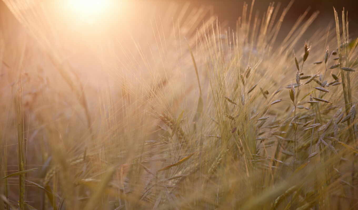 трава, fond, seed, rye, пшеница, ячмень, uni, permission