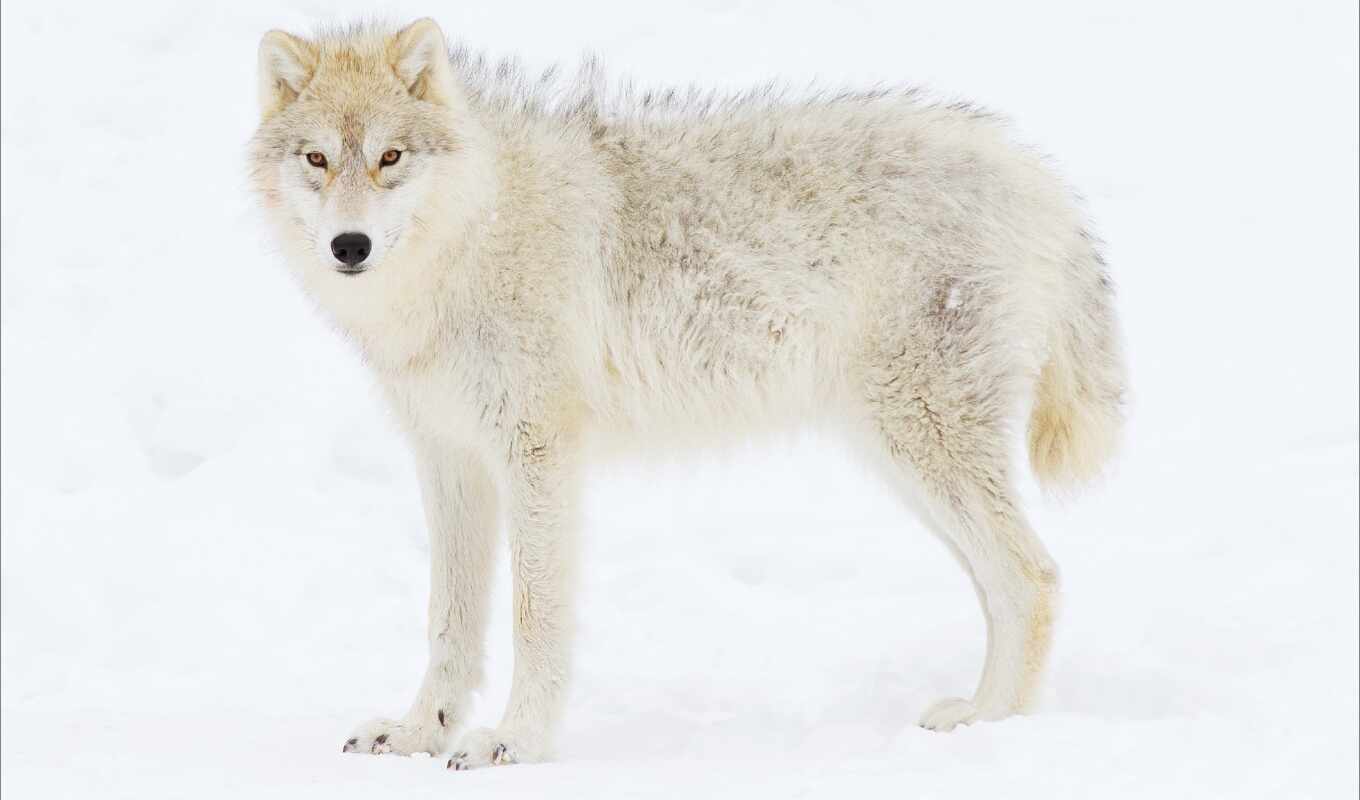 волк, tundra