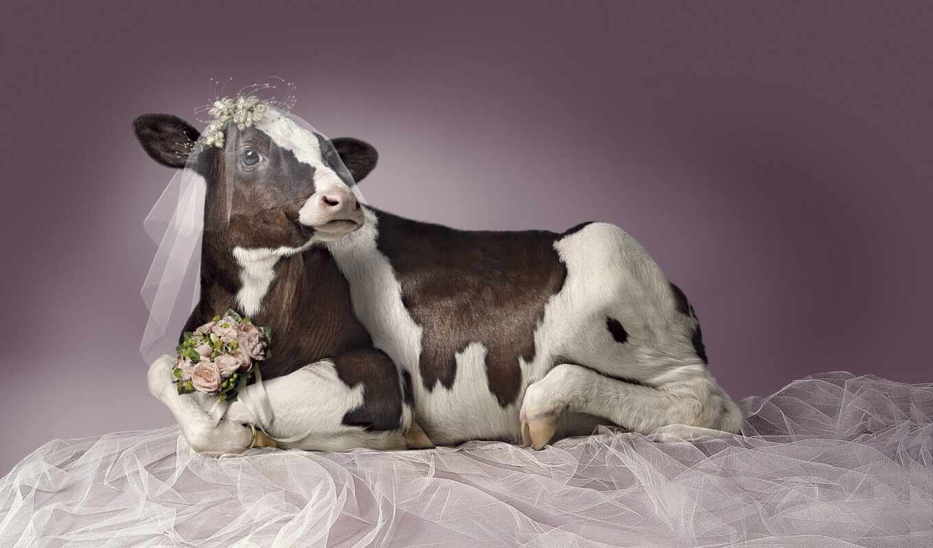 красивый, cow