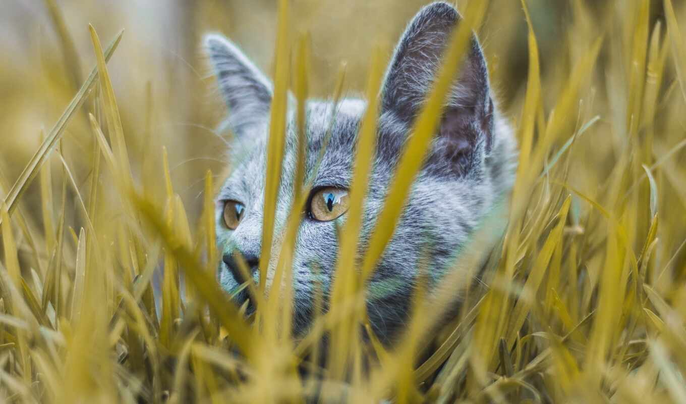 grass, cat