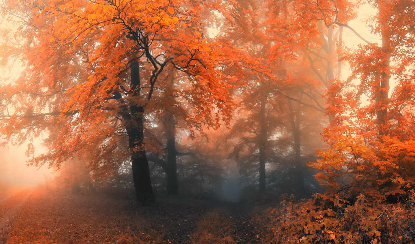 природа, лес, осень, trees, туман