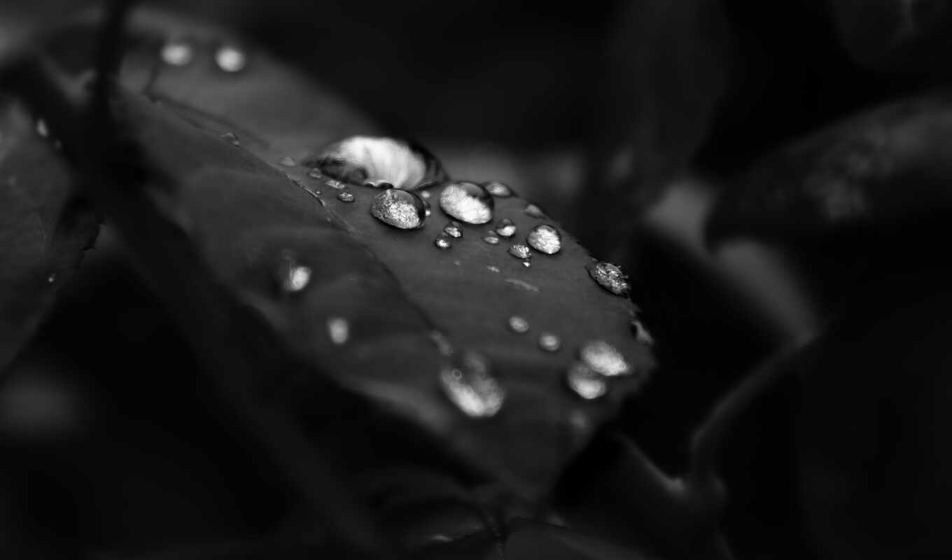 black, чёрно, white, лист, water, белое, drops, leaf