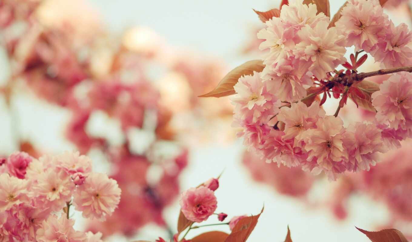 sky, tree, pink, blossom, cvety, branches, petals