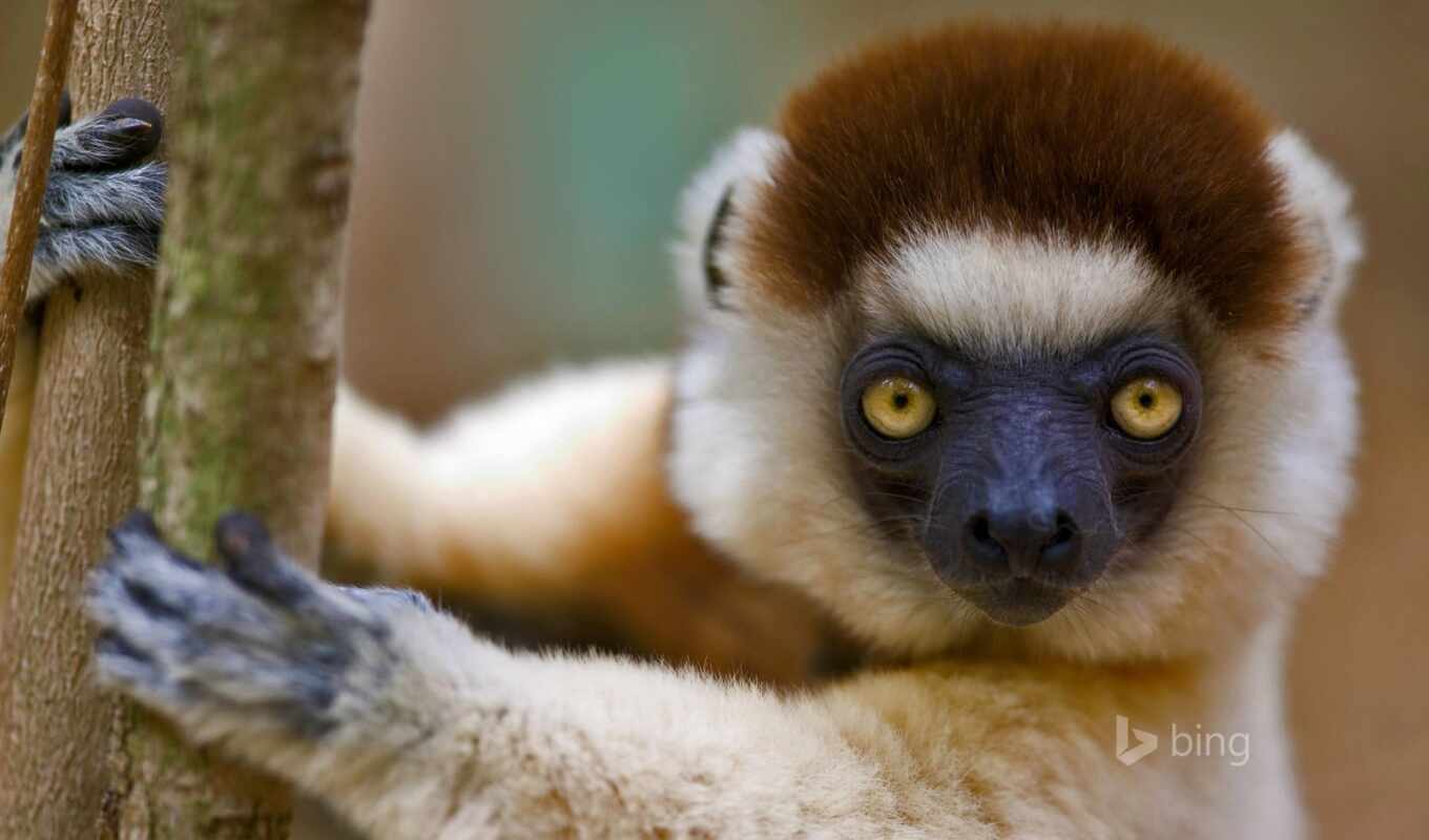 white, eye, cute, a monkey, yellow, hour, lemur, monkey, stun