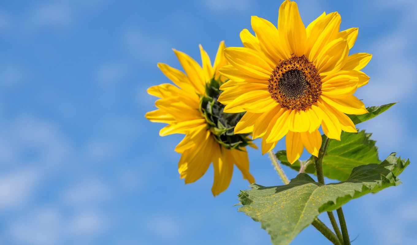 summer, sunflower, year, in