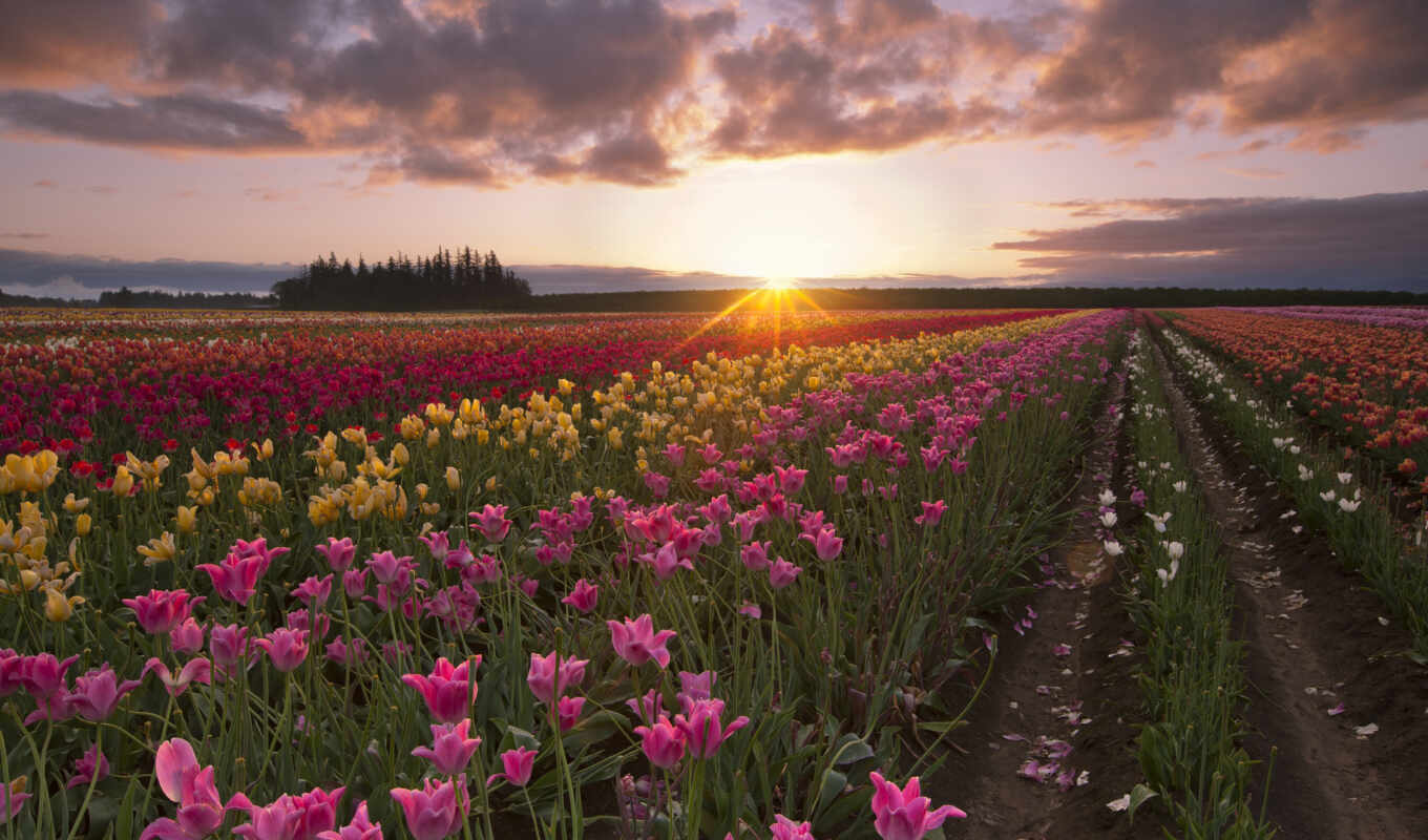 summer, sun, sunrise, morning, tulips, rays