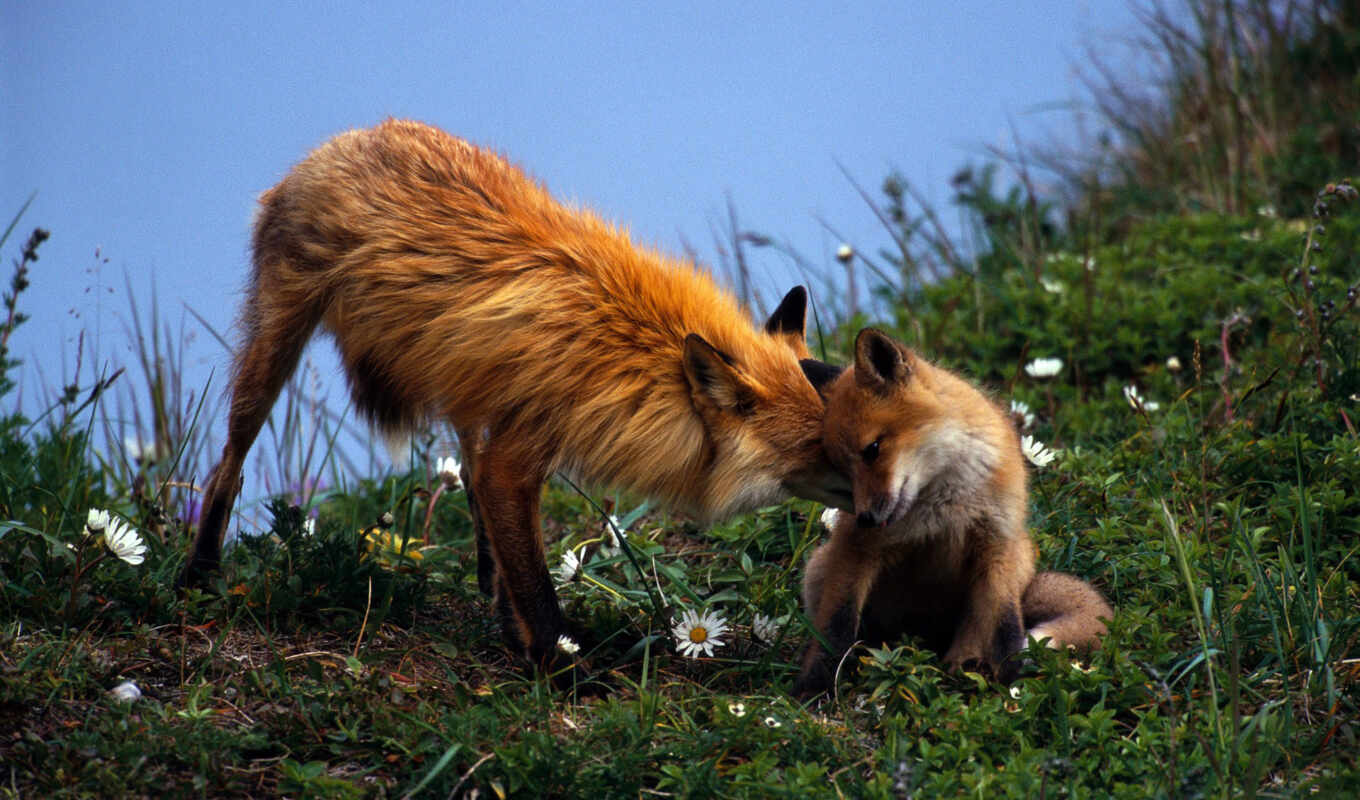 fox, fox, lisen