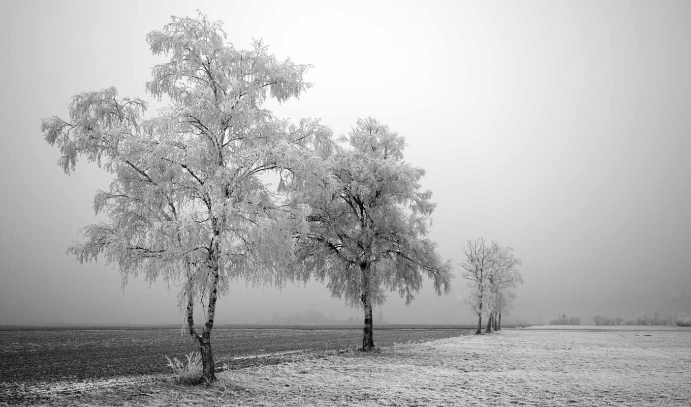 nature, large format, winter, field, trees