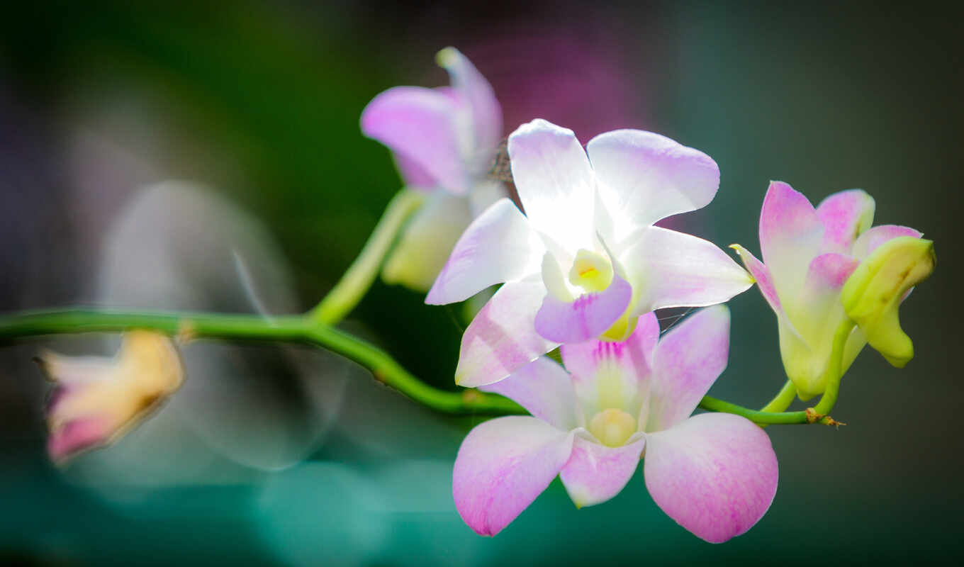 flowers, light, branch, orchid, orchids
