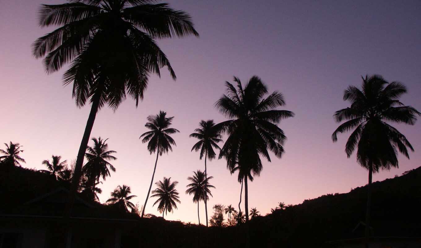 fone, неба, пальмы, фиолетового