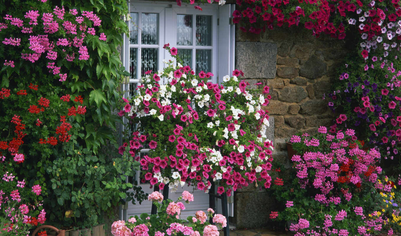 цветы, стена, house, design, garden, pinterest, растение, collect, идея, pazlyi, grandgame