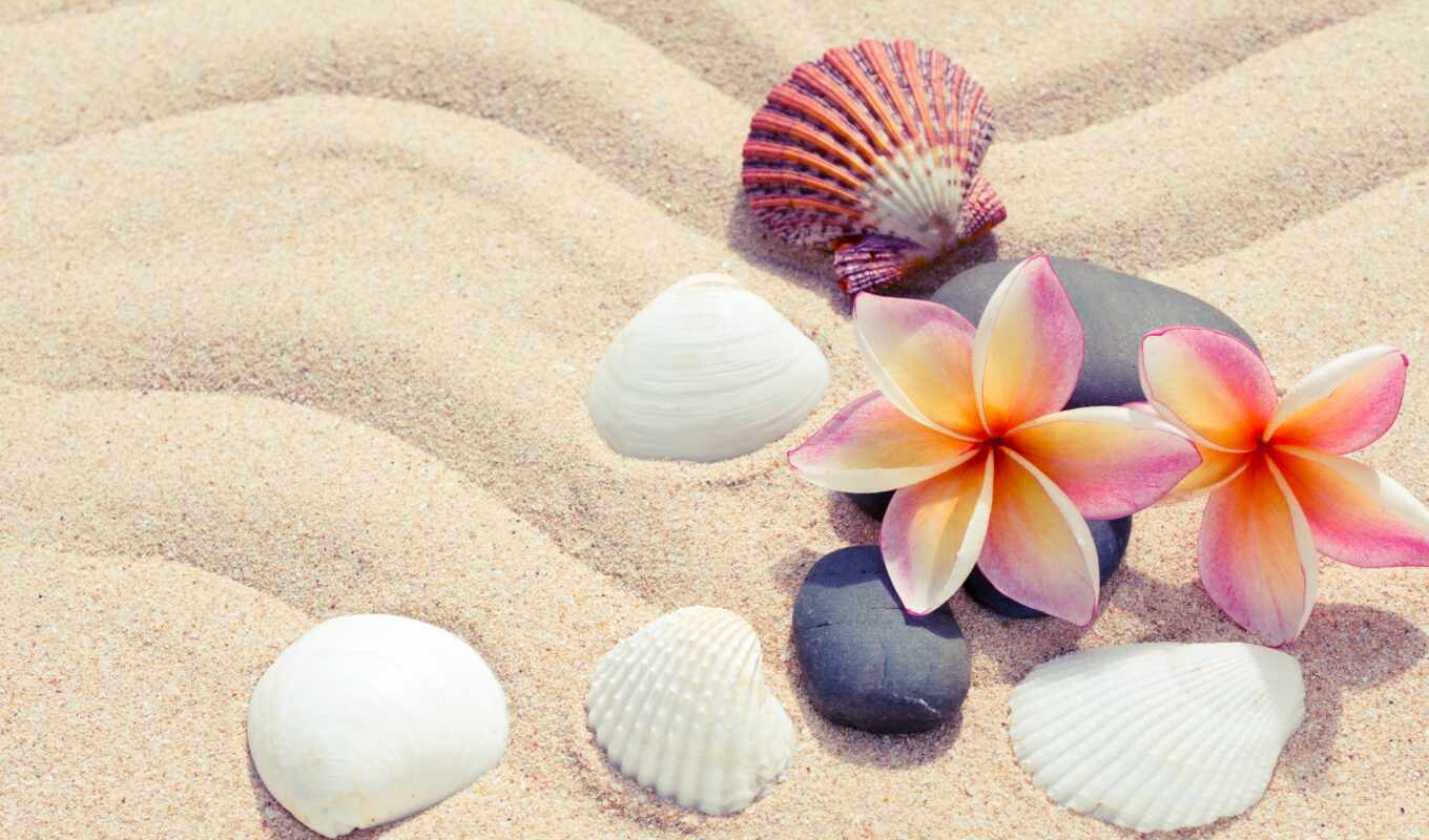 цветы, parede, фон, shell, live, kwiaty, seashell, сантехник, петух, бивалют
