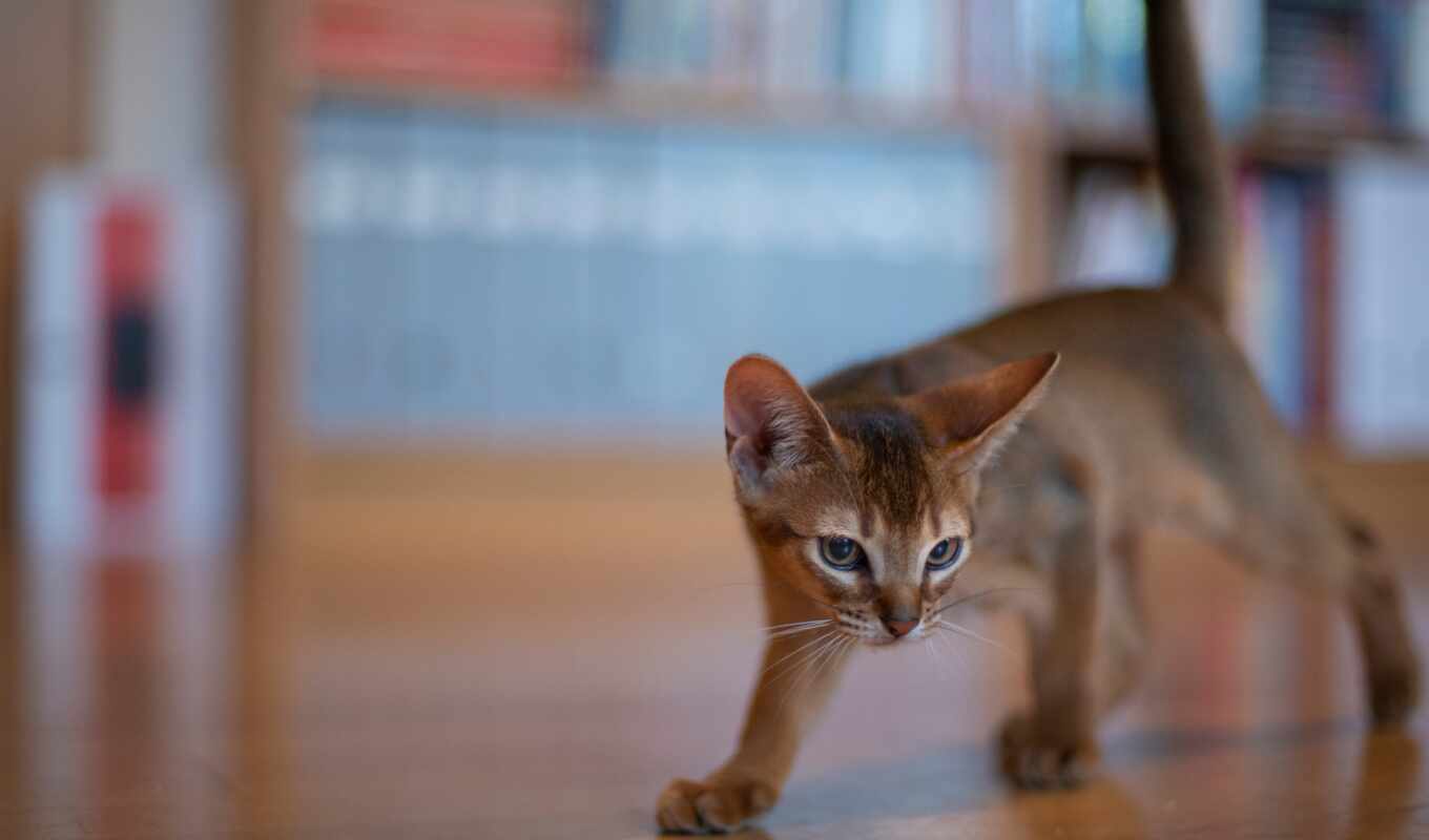 кот, side, abyssinian