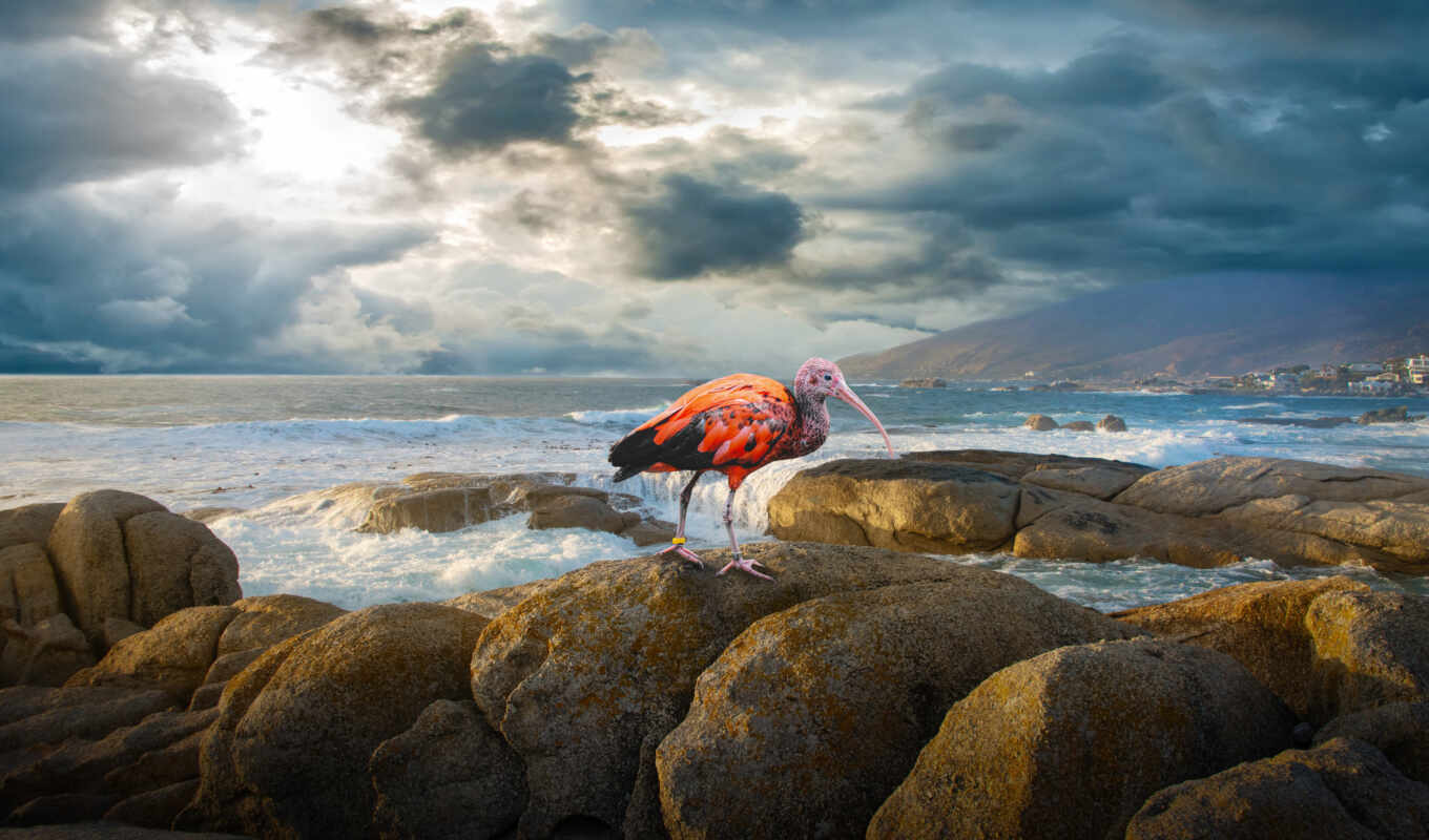 море, птица, ibis