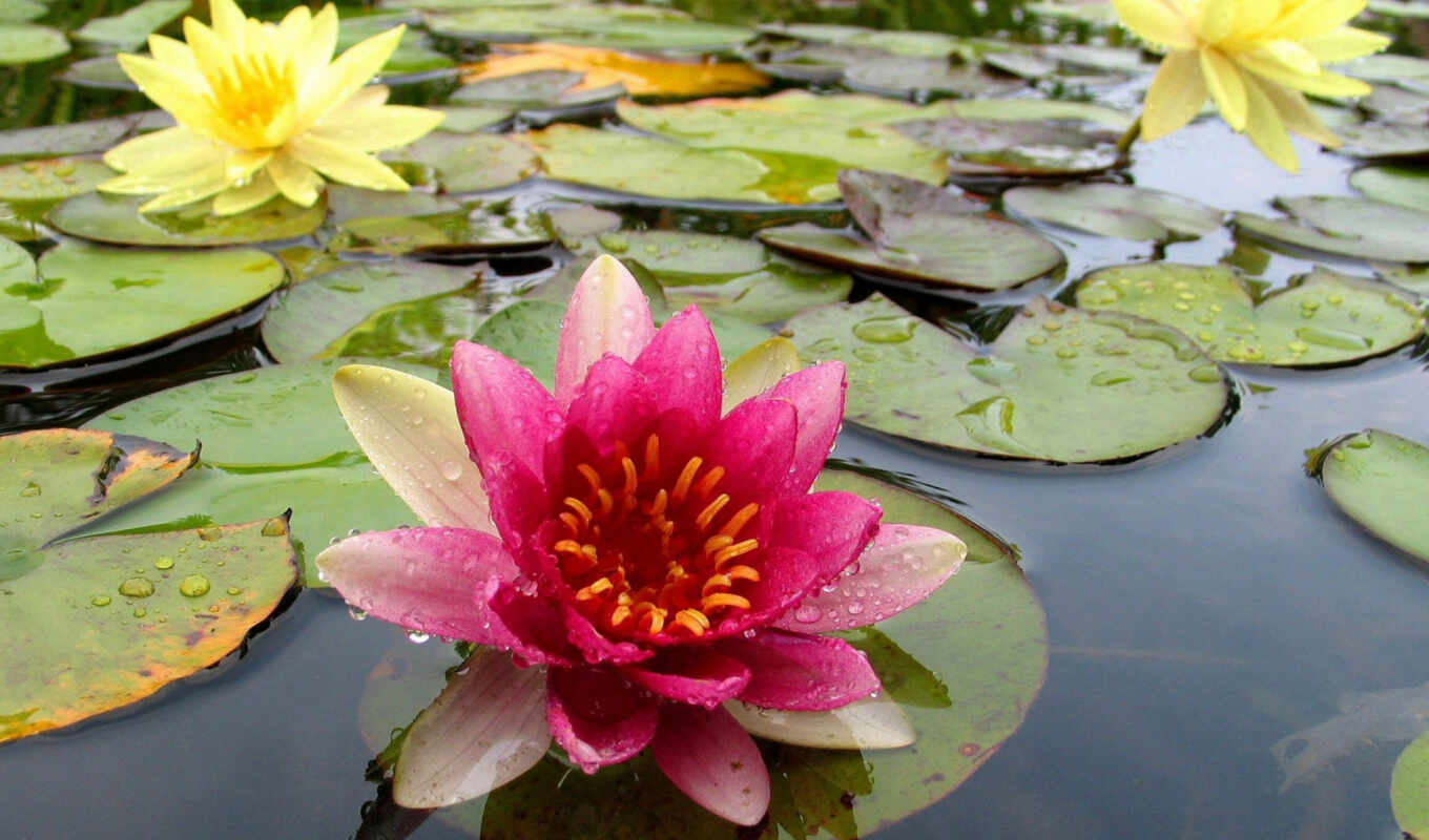 nature, desktop, flowers, picture, picture, water, lily, water, lilies, pond, plants, kitchen
