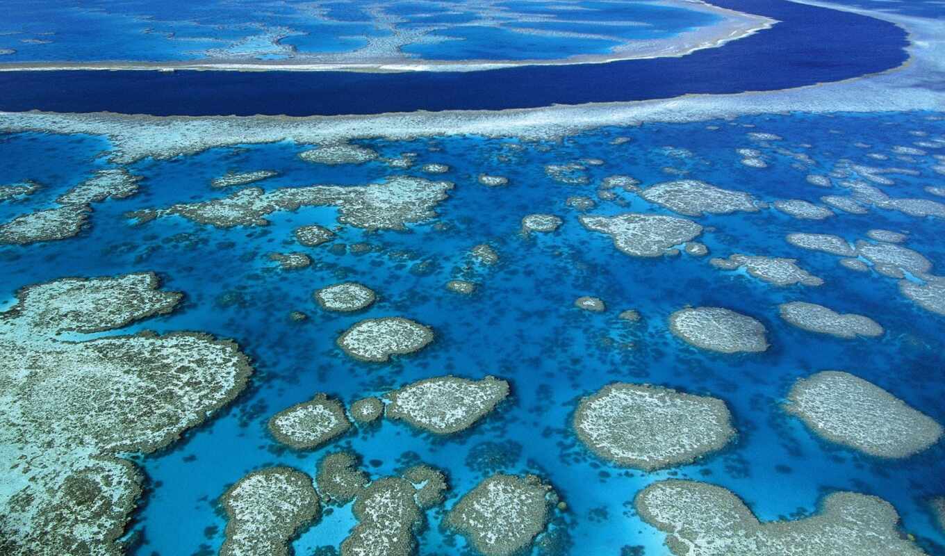большой, риф, первую, меньше, шлагбаум, площади, всей, океанов, рифы, коралловые, занимают
