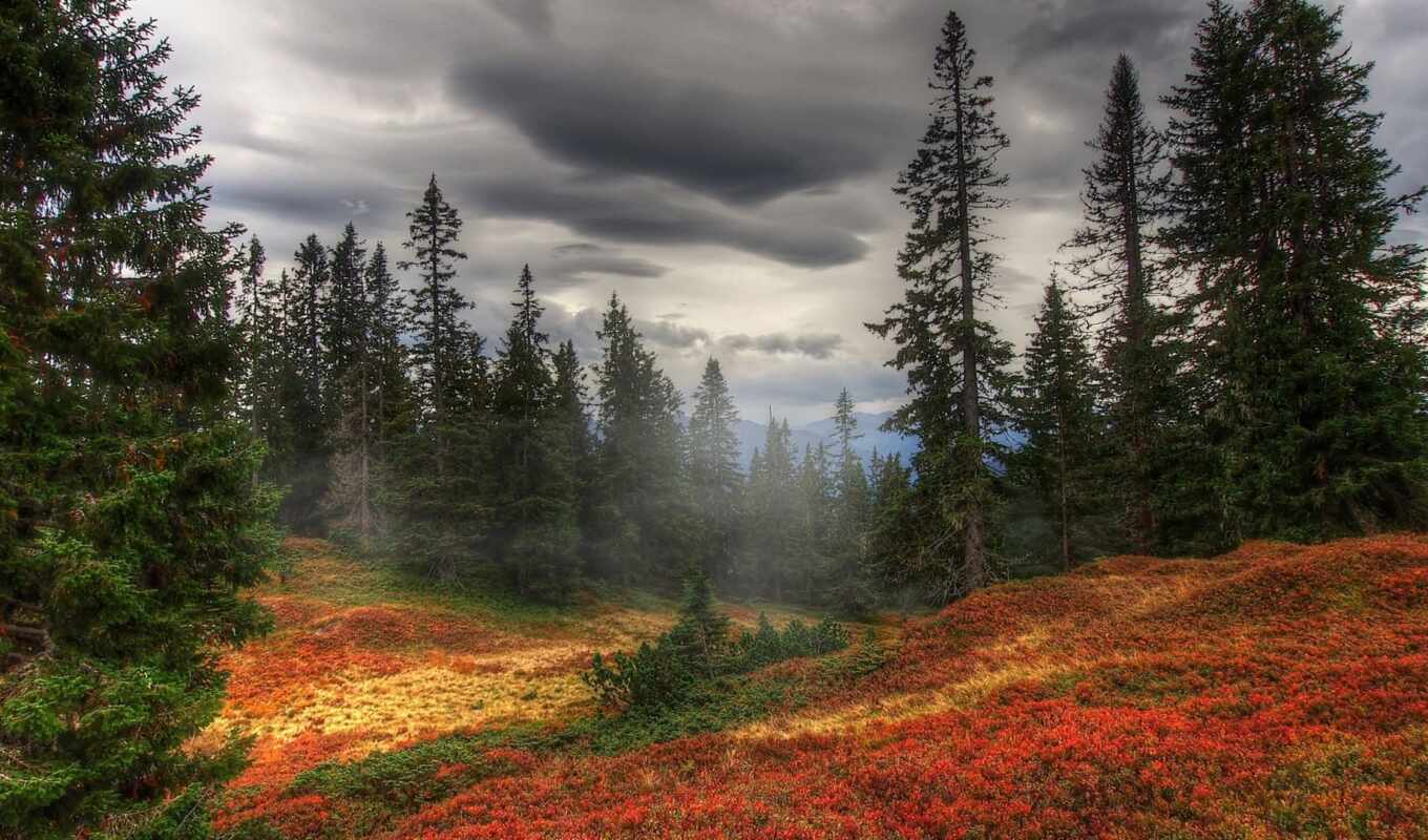 лес, высоком, осень, trees, туман