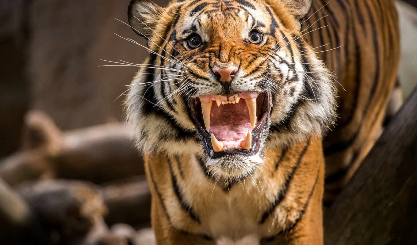 evil, tiger, roar, tiger, shank