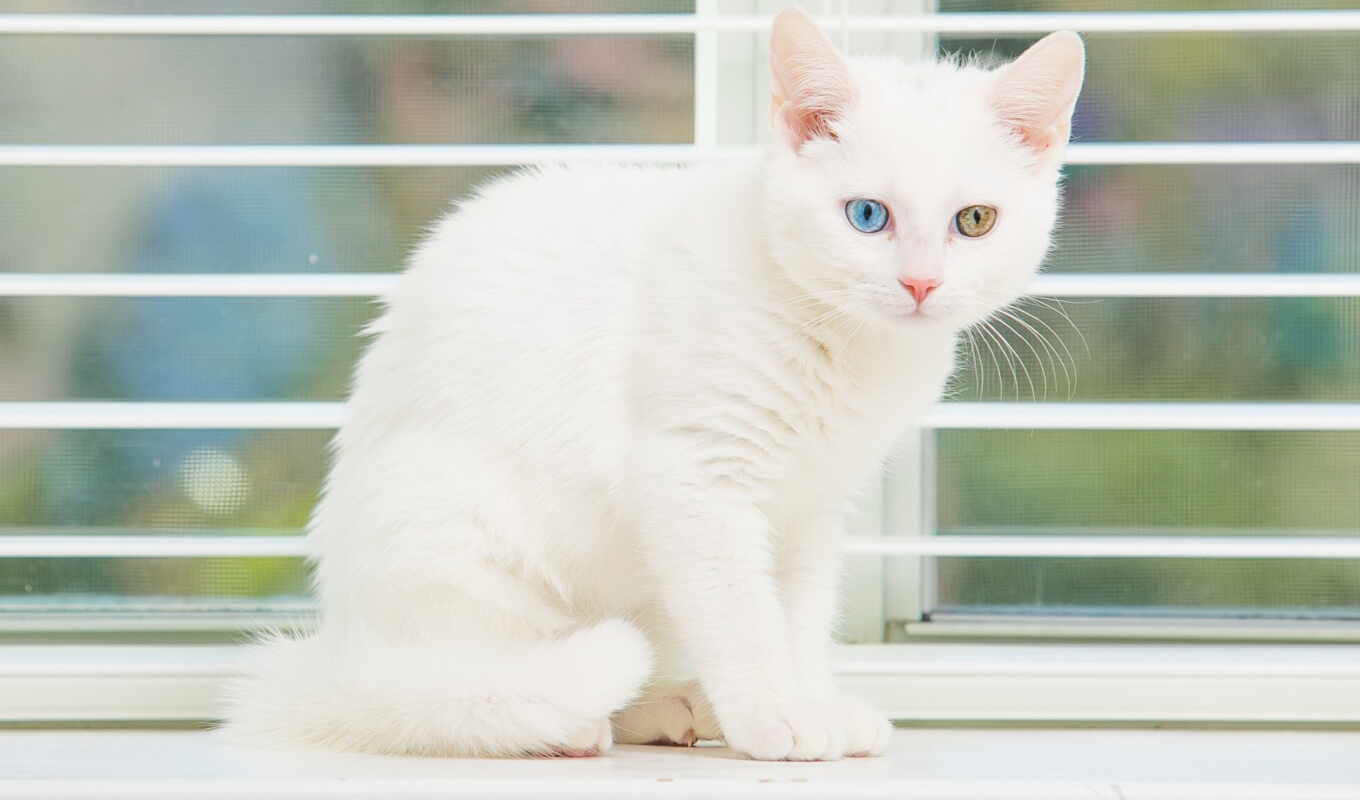 white, cat, log, kitty, animal, baby, pet, four, ginger, id, heterochromia
