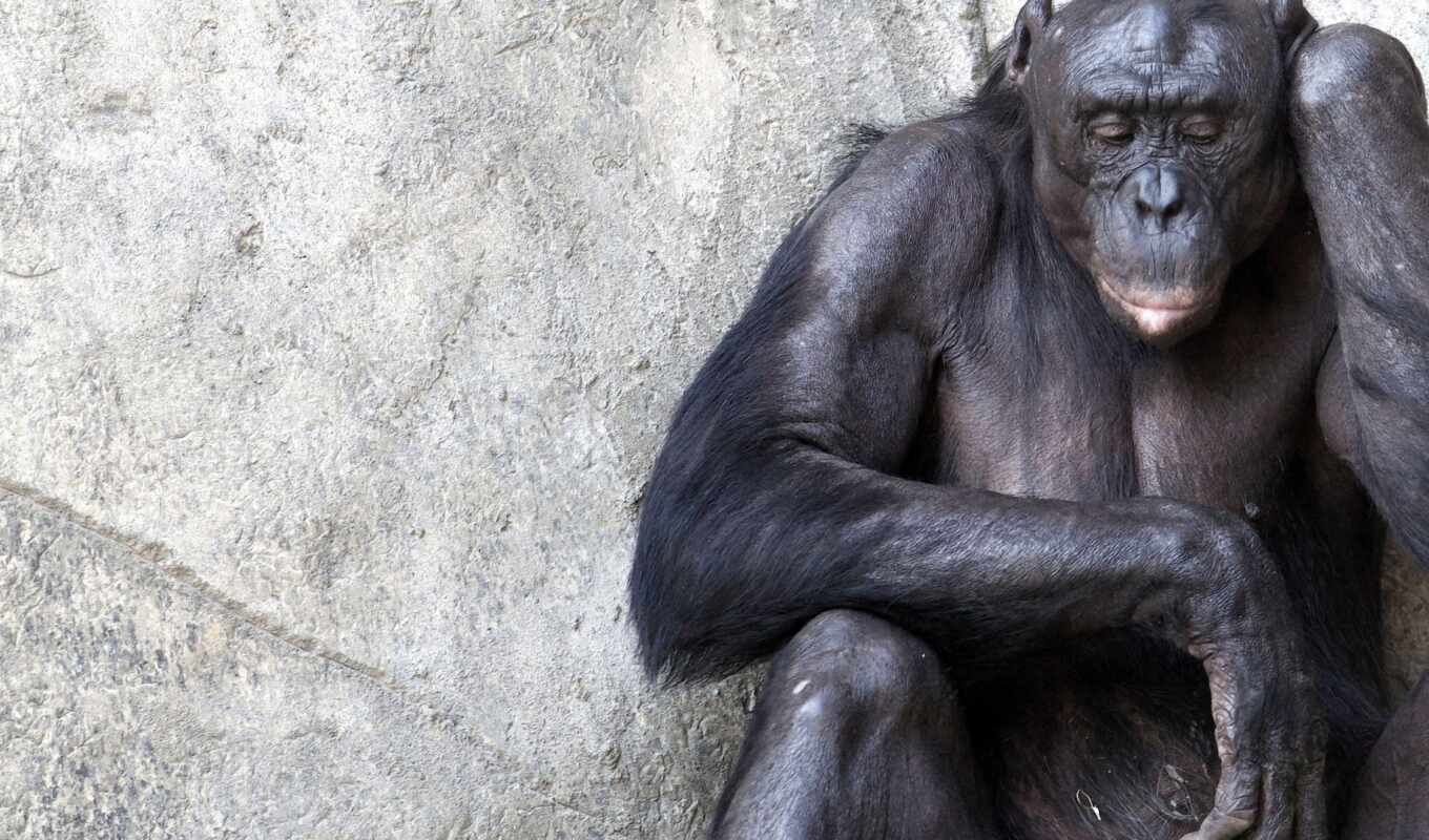 background, sit, mono, chimpanzee