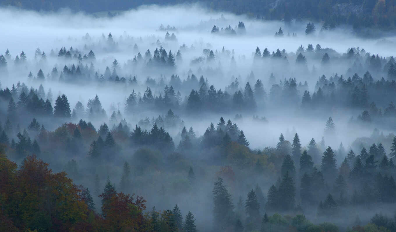 pantalla, туман, нибла, bosque