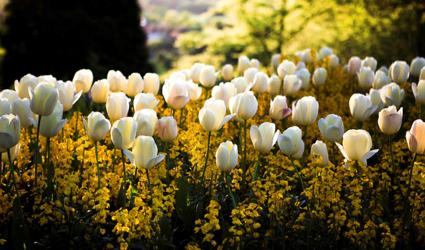 цветы, mobile, white, фон, весна, yellow, тюльпан, луг, pxfuelpage