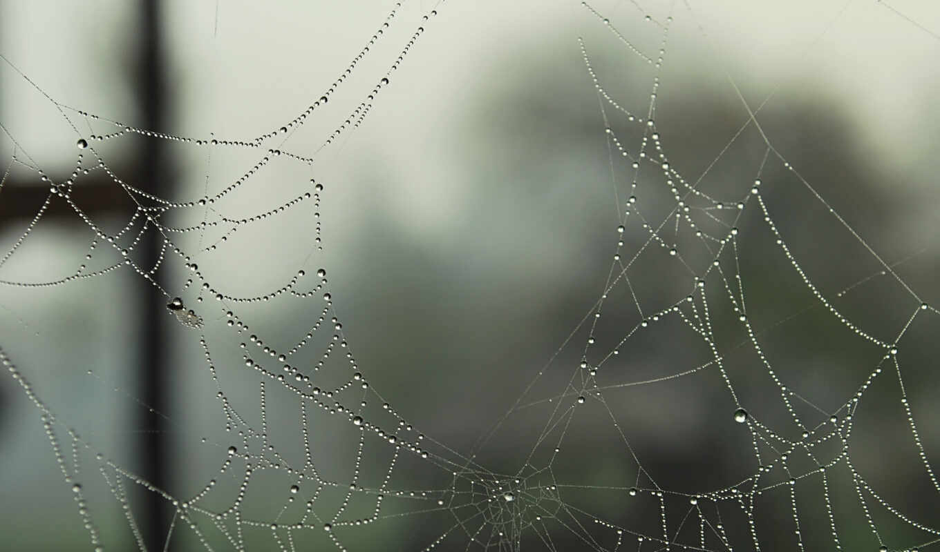 drops, web, autumn, hole