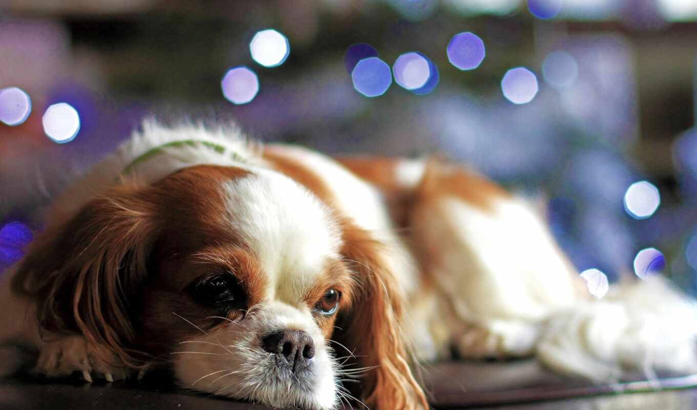 view, like, page, lights, dog, christmas, puppy, dogs, bokeh, holidays