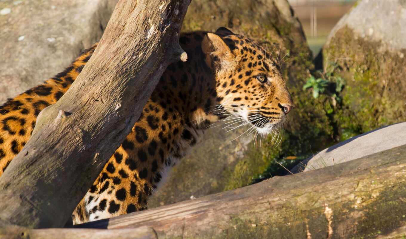 animals, leopards, leopards, tapetes, background image