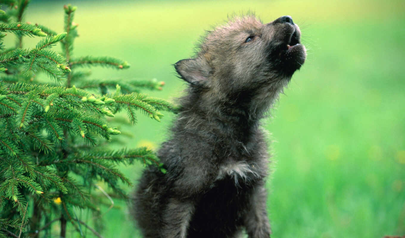 серый, щенок, детёныш, волк, волки, small, amber, щенок, мопс, воет