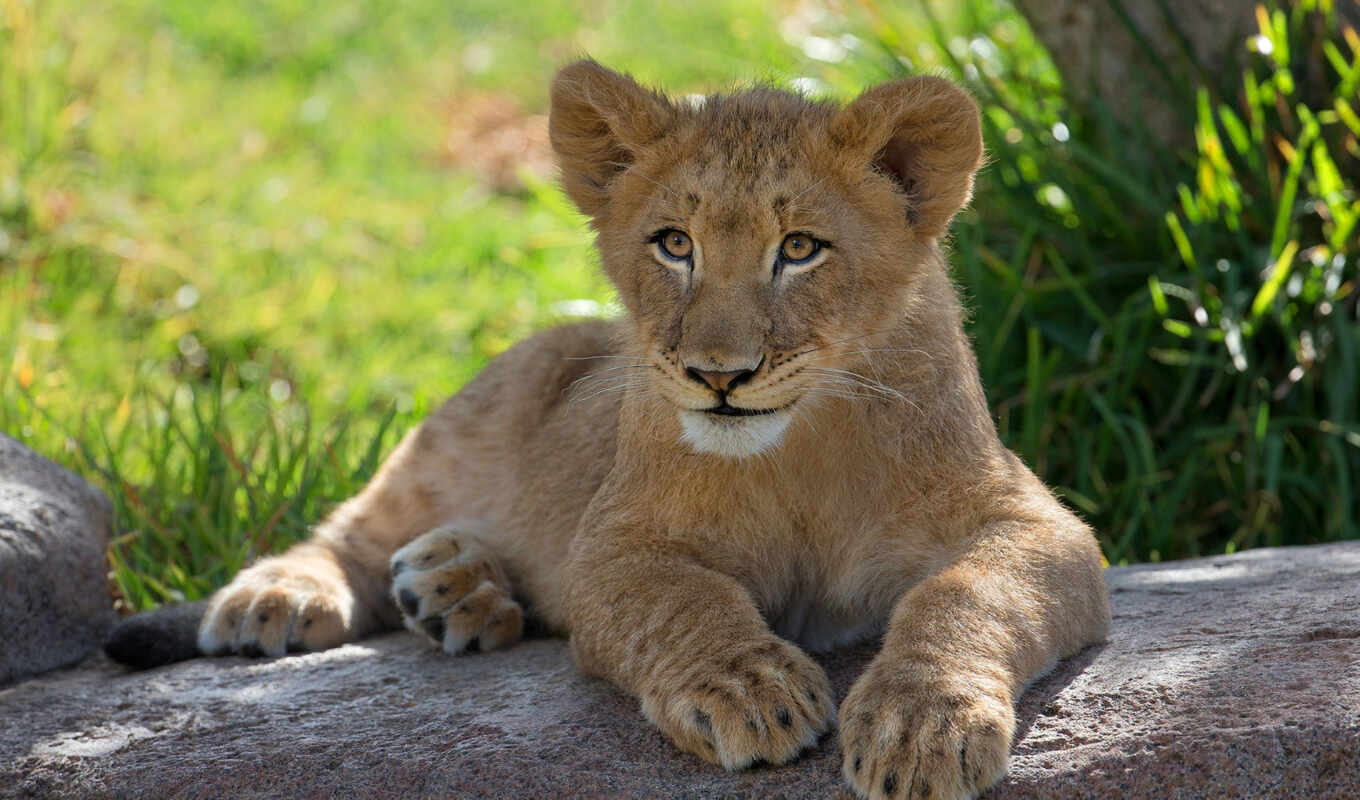 lion, big, screensavers, cats, the cub, cat