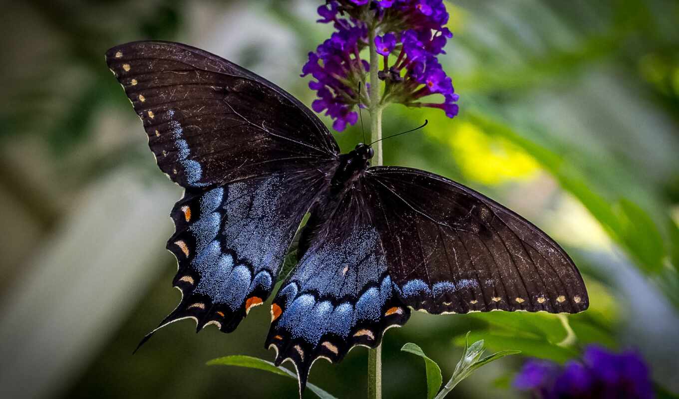 nature, butterfly, insect