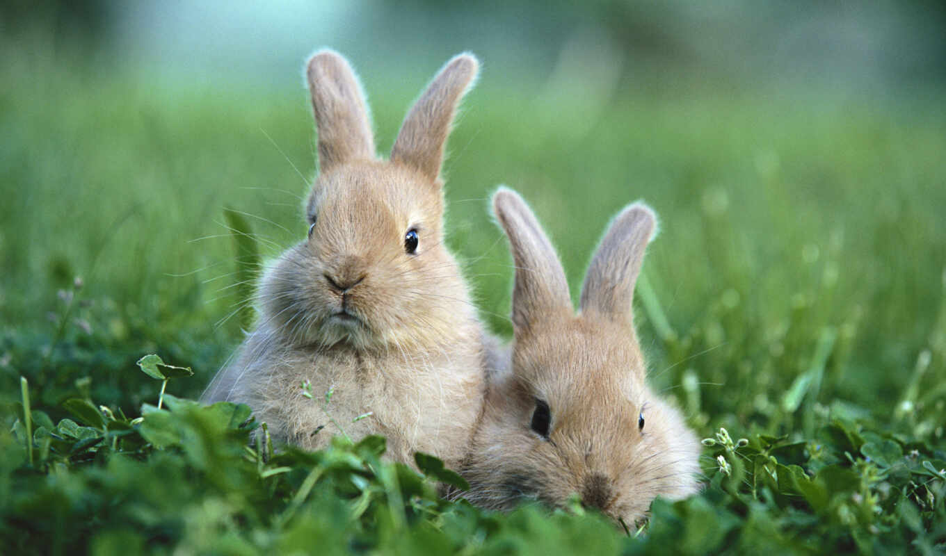 animal, rabbit, hare