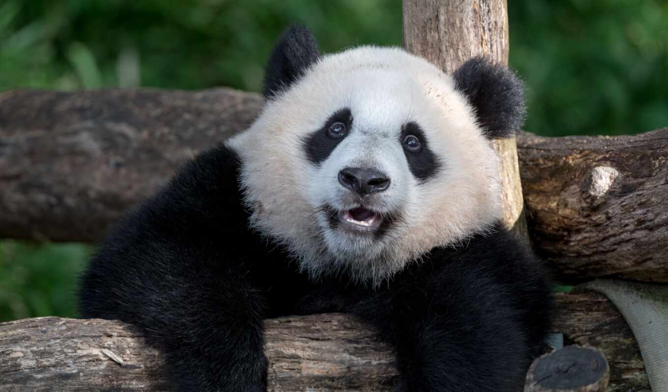 улыбка, панда, animal, foto, im-gene