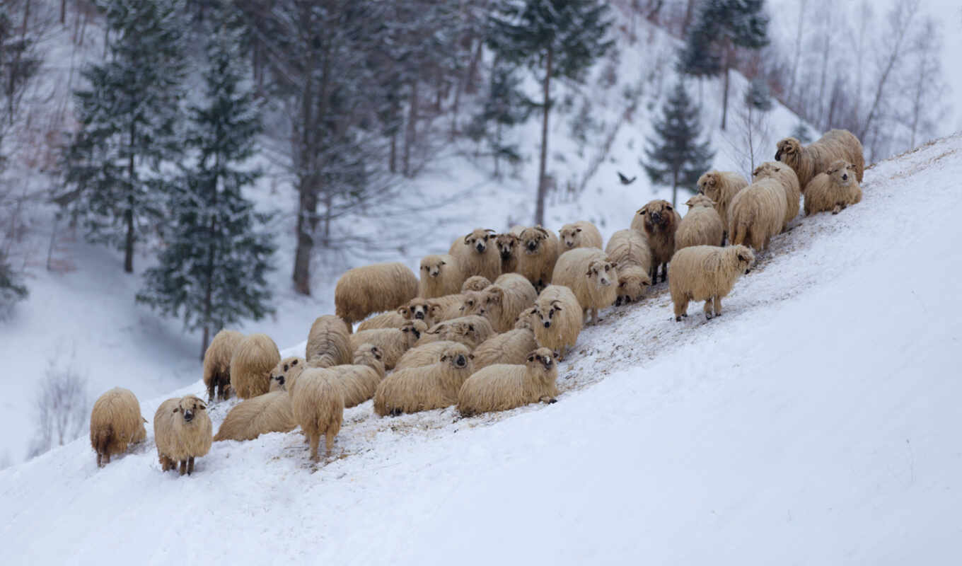 снег, winter, гора, овец